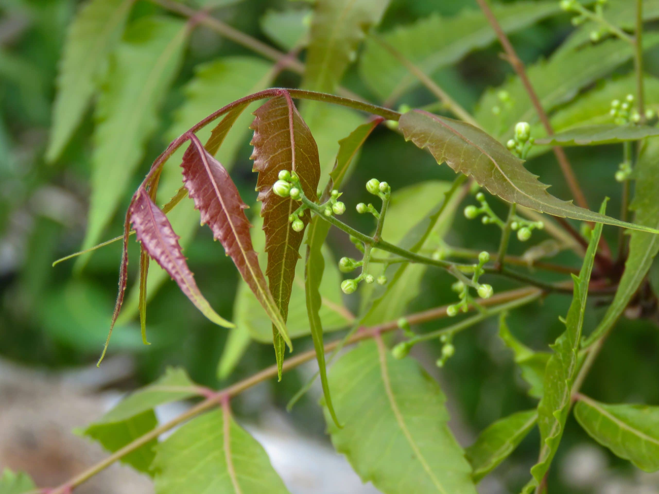 Дерево ним. Листья дерева ним ним. Neem Plant. Дерево нима. Листья нима.